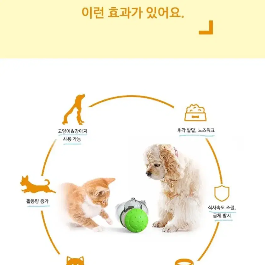 강아지 노즈워크