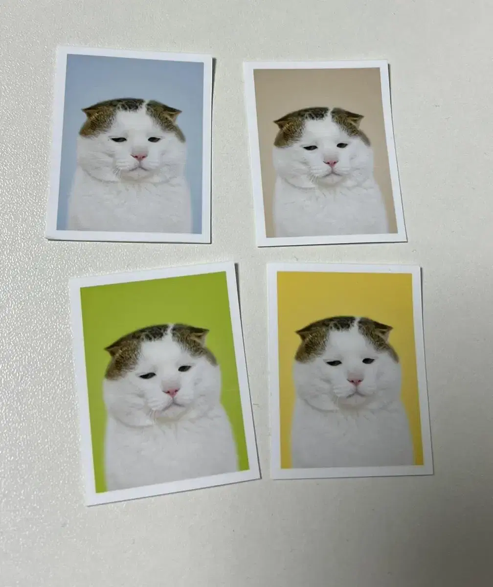 The cat's gripe is growing