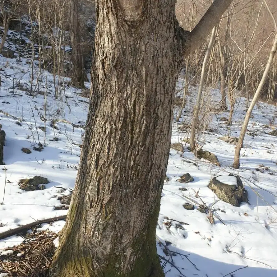 내장산 100%고로쇠물 고로쇠 수액 저렴히 판매합니다