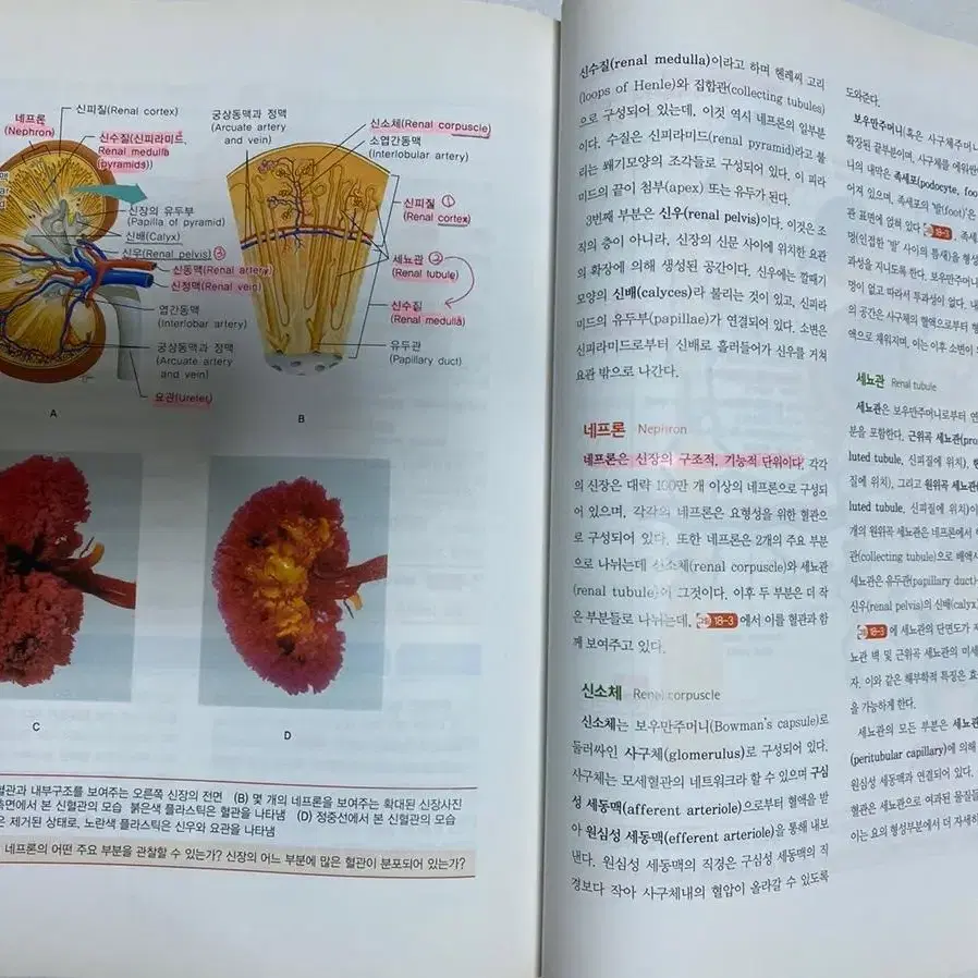 인체 구조와 기능