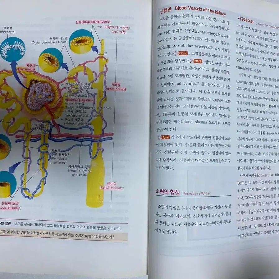 인체 구조와 기능