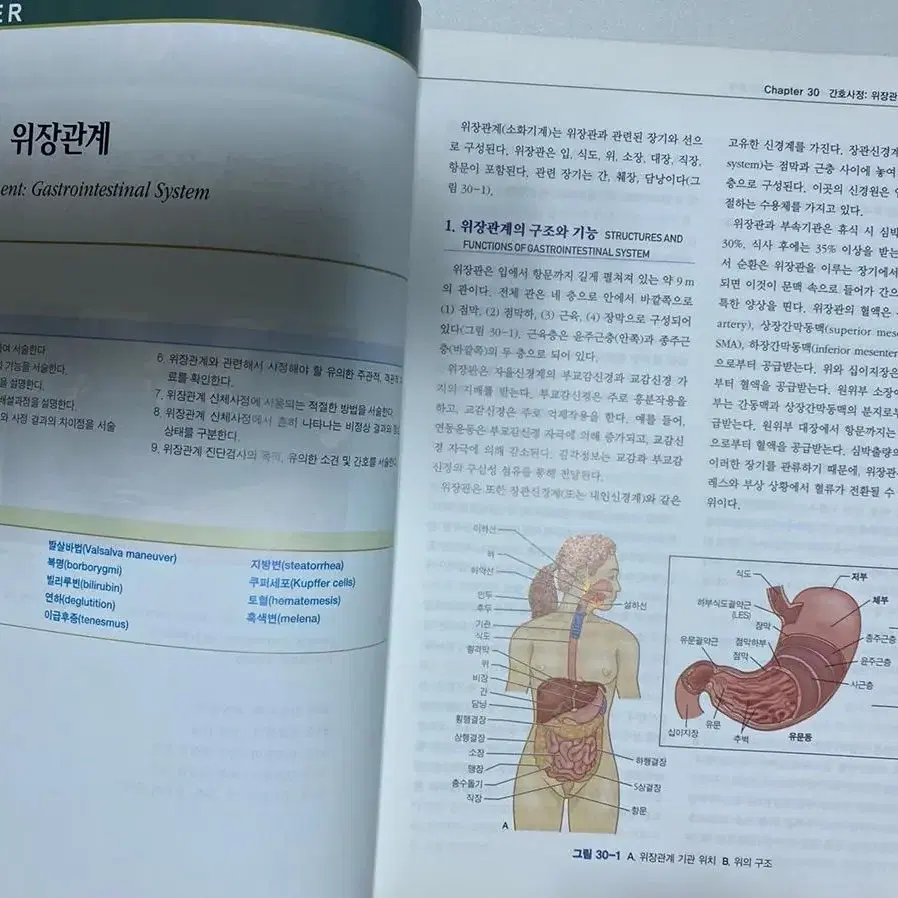 성인간호학 하