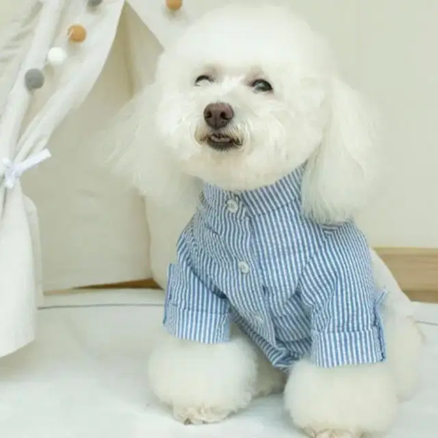 SALE 멋스러운 블루 컬러의 강아지 고양이 셔츠