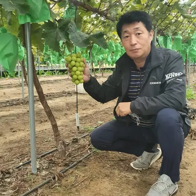 골드팜 샤인머스켓 선물용 4kg 5송이 에어백 포장.