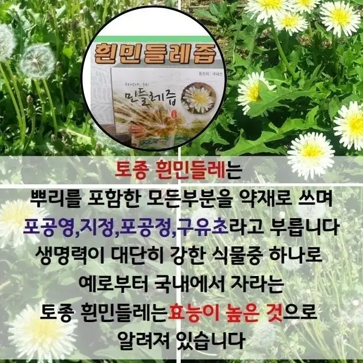 흰민들레즙