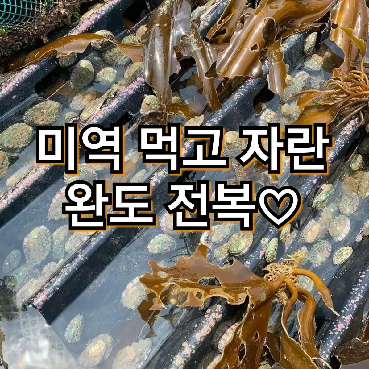 완도전복