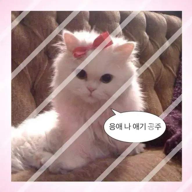 고양이 짤 도무송