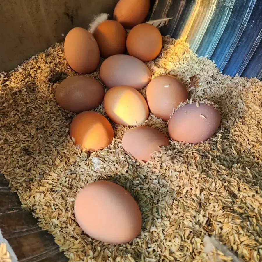 맛있는 유정란판매합니다