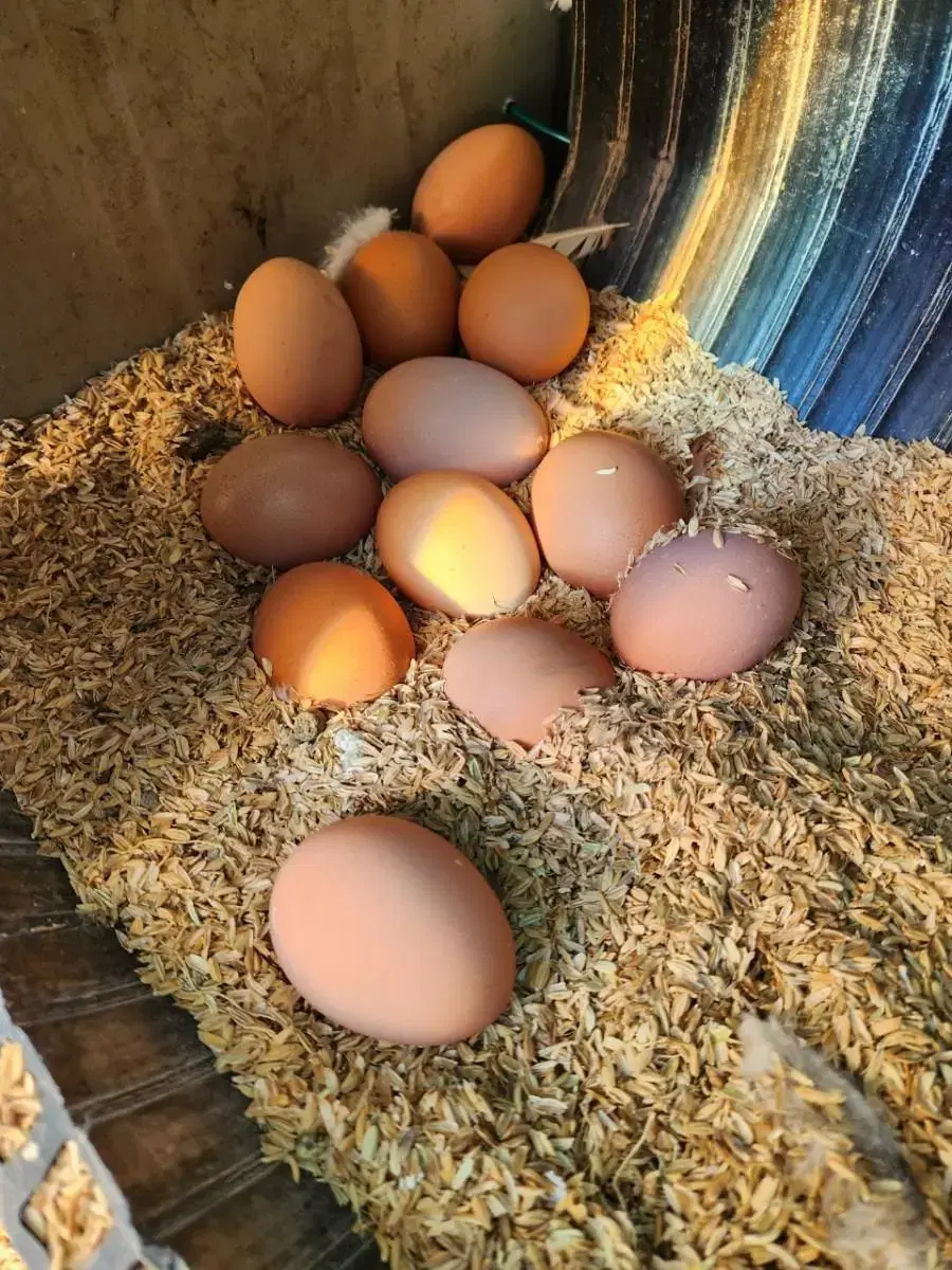 맛있는 유정란판매합니다