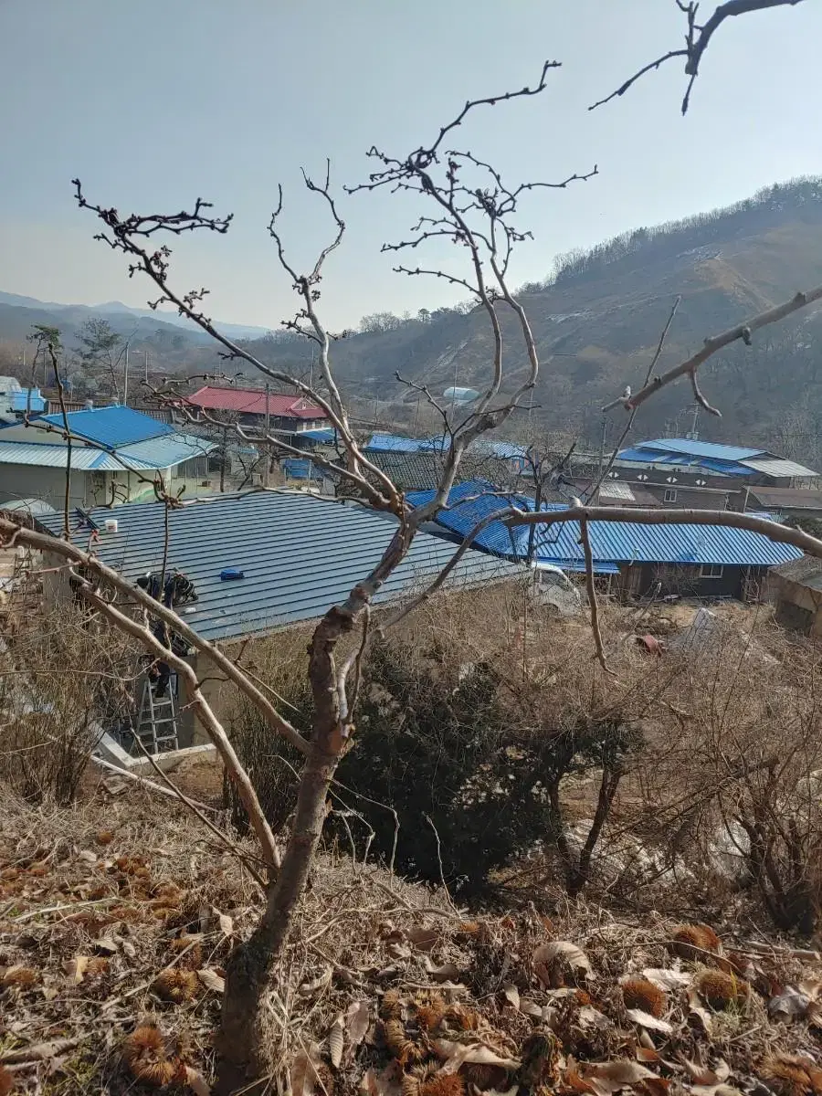 운용매화나무 조경수