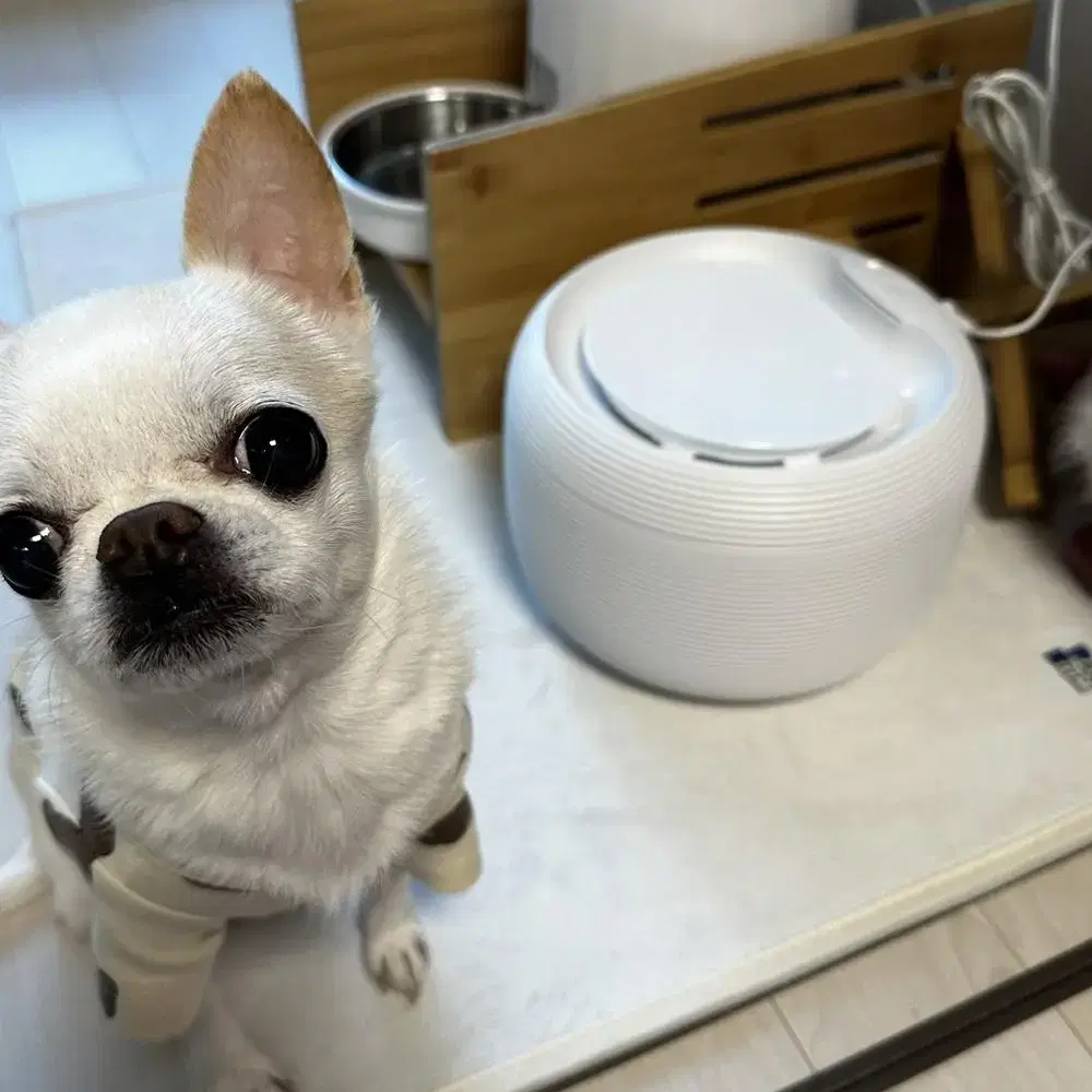 강아지 고양이 페키움 정수기 판매해요