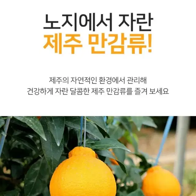 설명절/무료배송/품절임박/제주한라봉 2kg 10~12과 내외