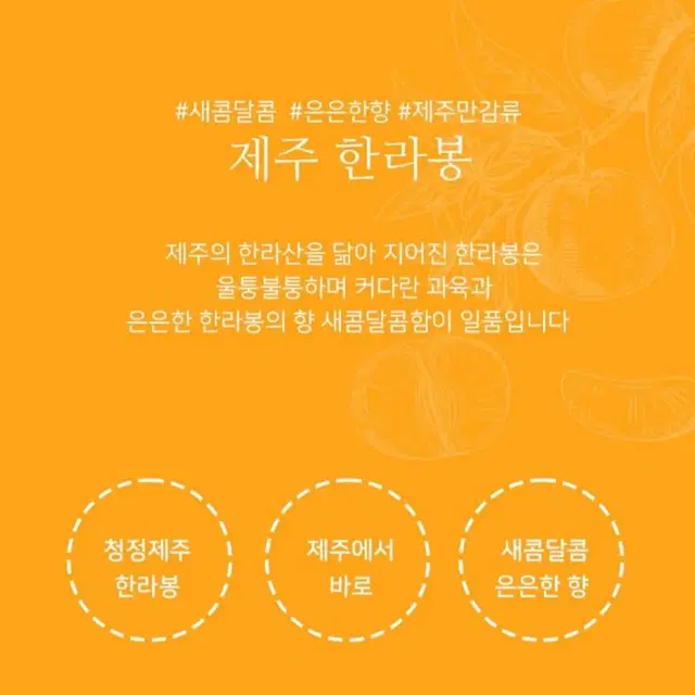 설명절/무료배송/품절임박/제주한라봉 2kg 10~12과 내외