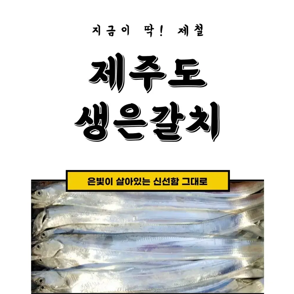 제주직송.은갈치 수산 설선물세트