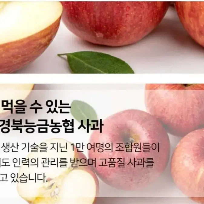 경북영천 스타영천사과 빅사이즈(왕) 10kg - 24과