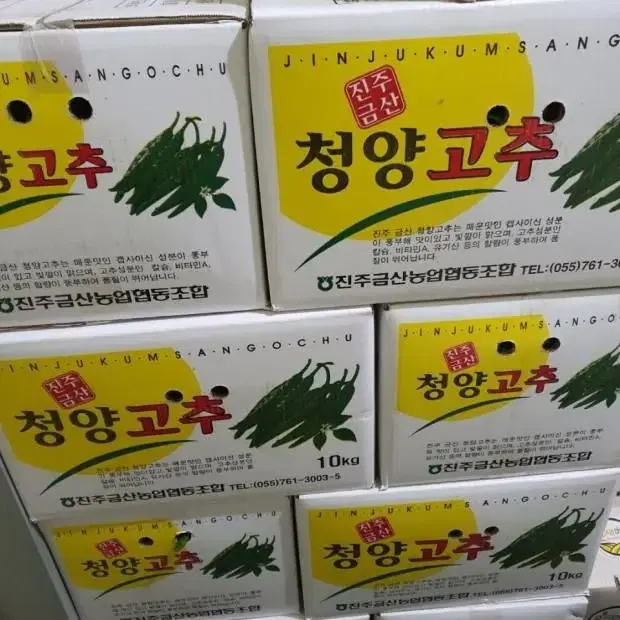 일산유통 청양고추 1box