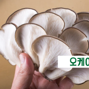 오케이푸드 느타리버섯 (4kg X 10박스)