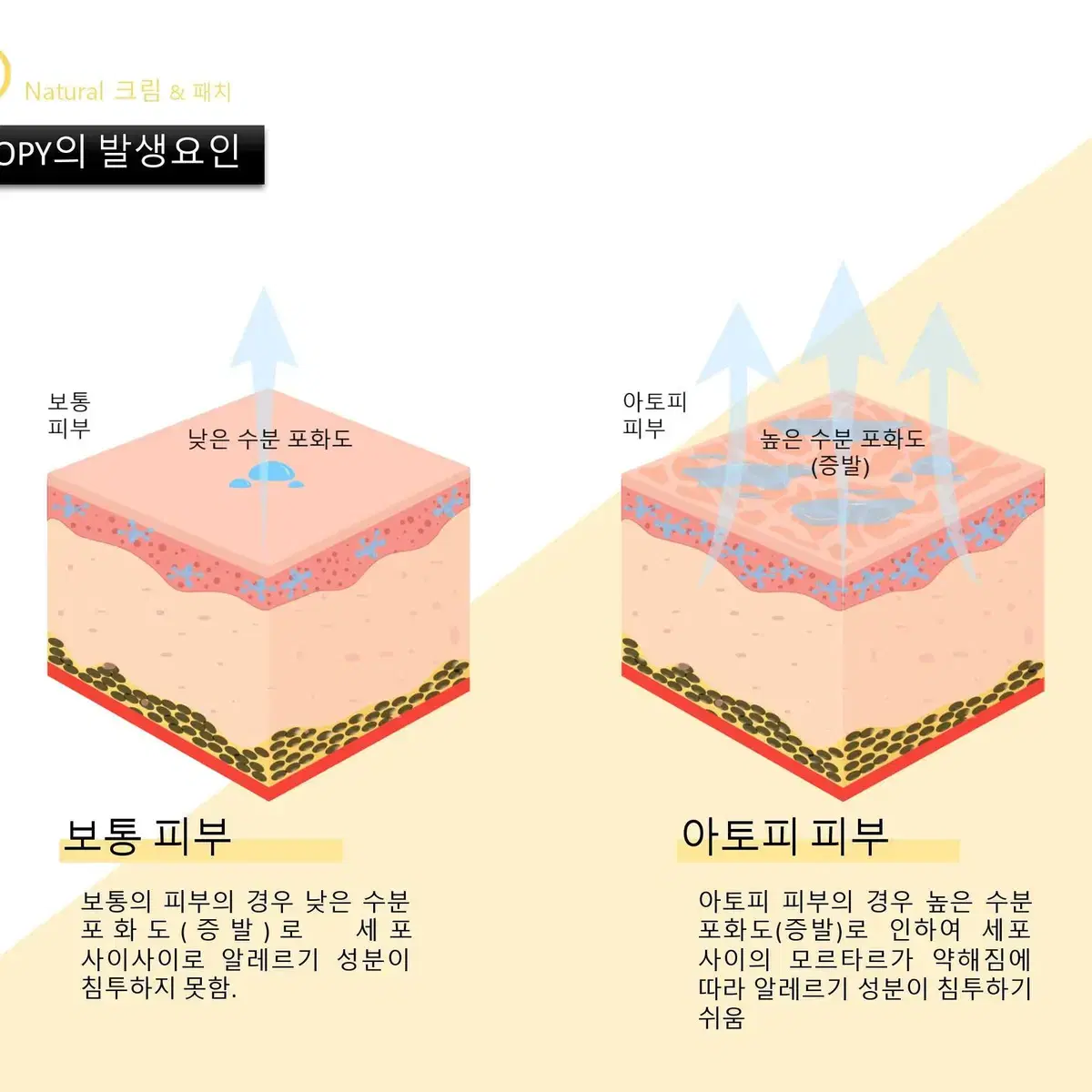 메디셀바이오 아토 에센셜 퍼펙트 크림