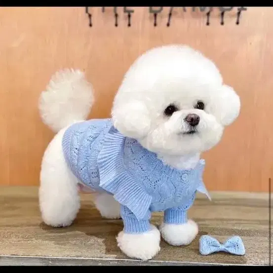 강아지 고양이 니트 새상품