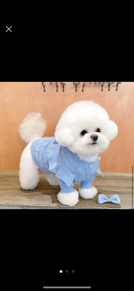 강아지 고양이 니트 새상품