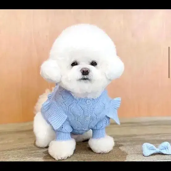 강아지 고양이 니트 새상품