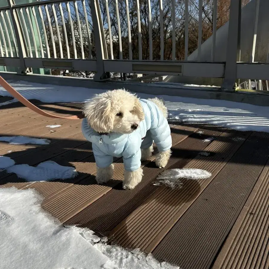 강아지 옷