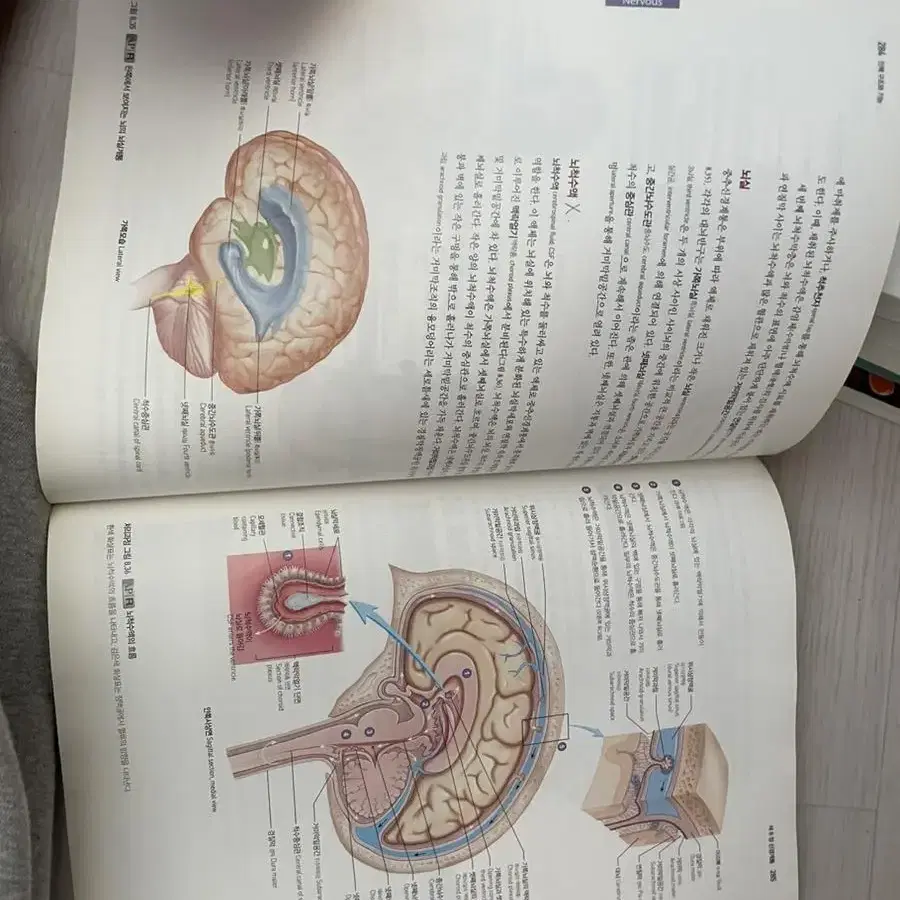 Anatomy& physiology 인체구조와 기능 1,2(정문각)