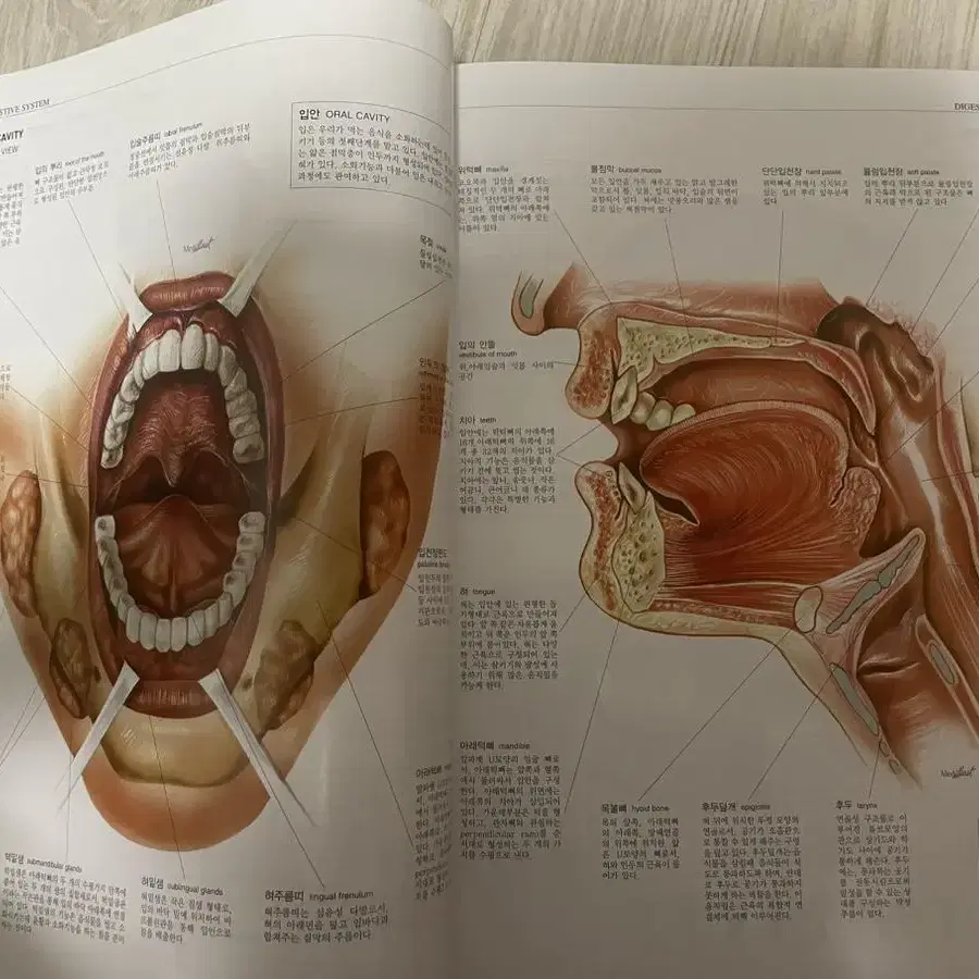 해부학 조직학 병리학 인체 구조와 기능 간호학과 책