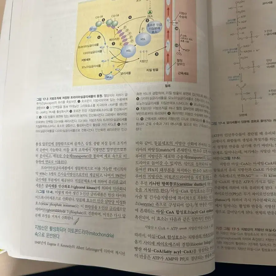 레닌저 생화학 제7판 하