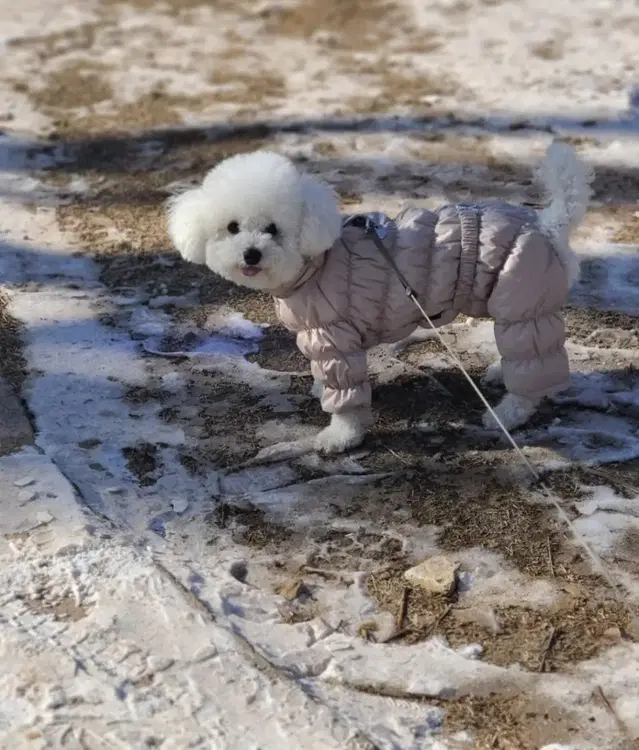 퍼피앤젤 럭셔리패딩