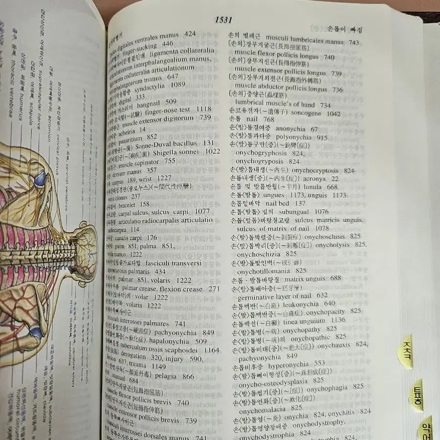 제3판 영한 한영 의학사전ㅡ이우주