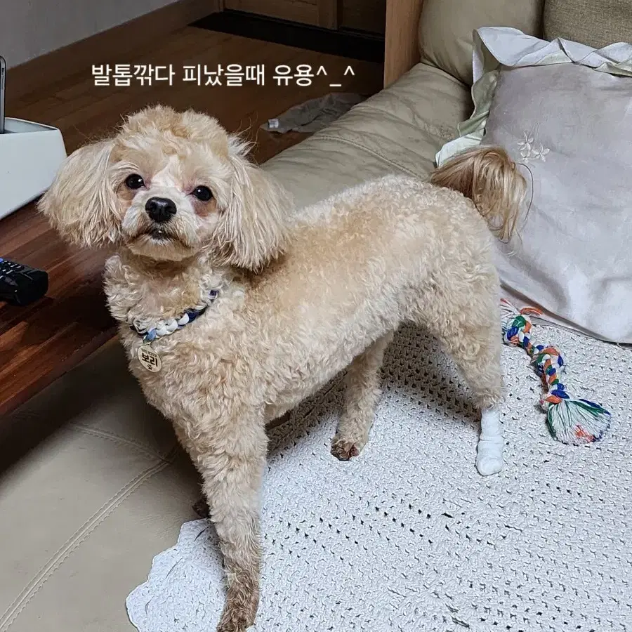 강아지 붕대 신발 5cm 11개