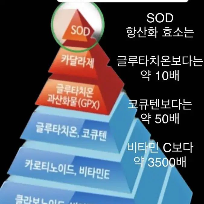 마키베리 항산화 효소 글루타치온 비타민 붓기 피로