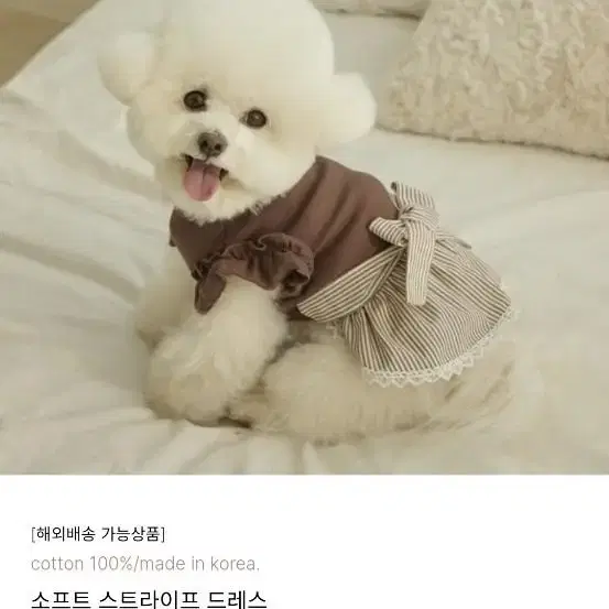 강아지옷