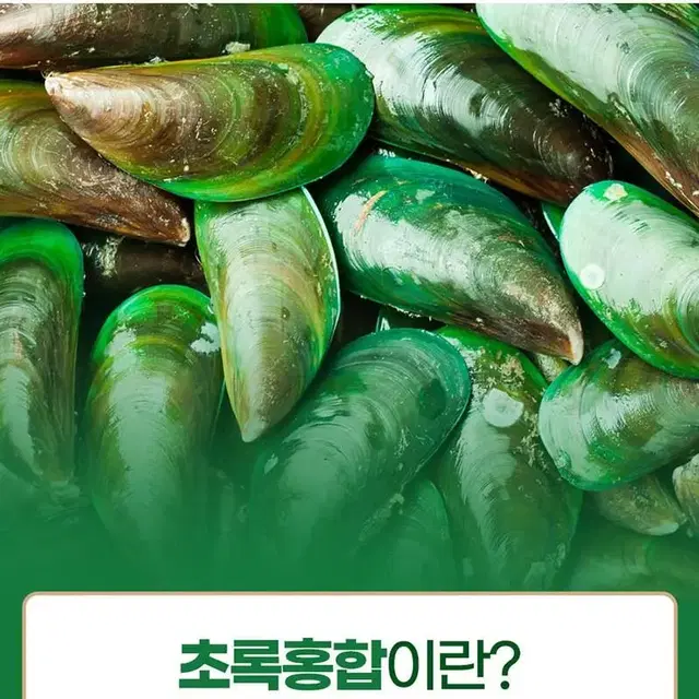 초록잎홍합  관절건강 초록입홍합 뉴질랜드