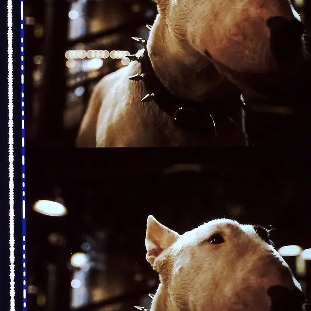 35mm 예고 영화필름 꼬마 돼지 베이브 2 Babe Pig in..