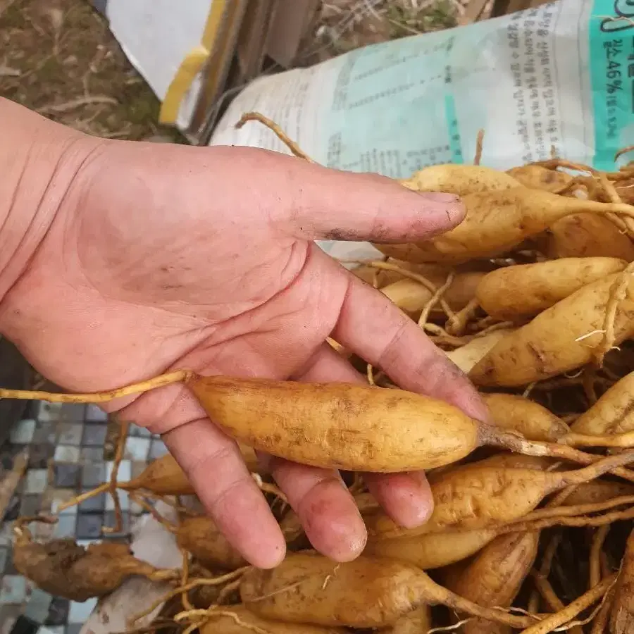 천문동