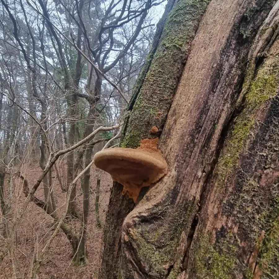 자연산 뽕상황버섯