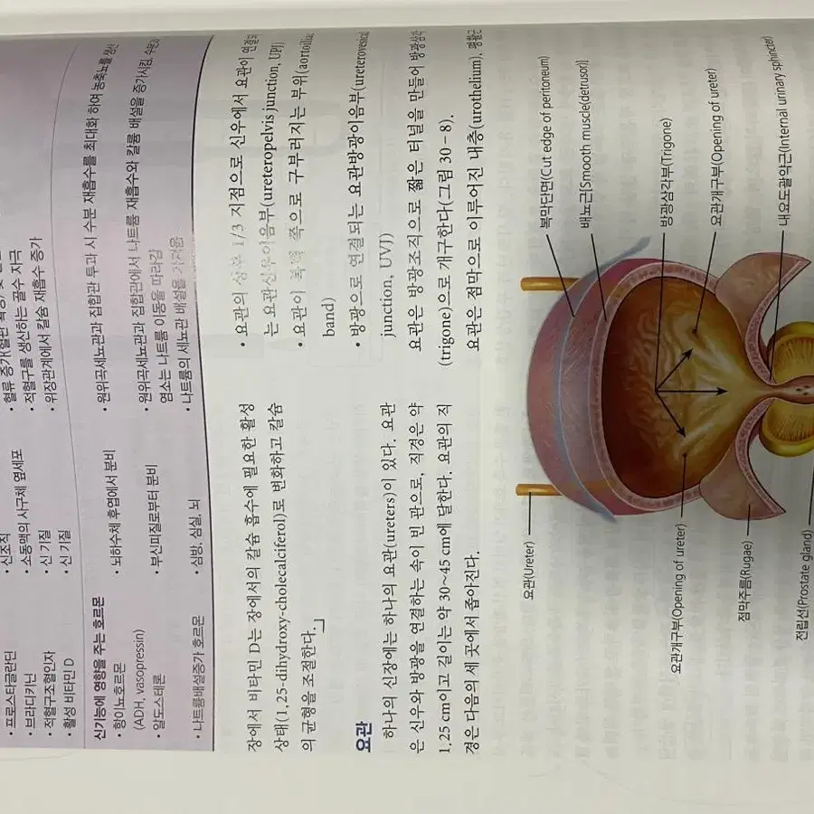 성인간호학 1,2 현문사