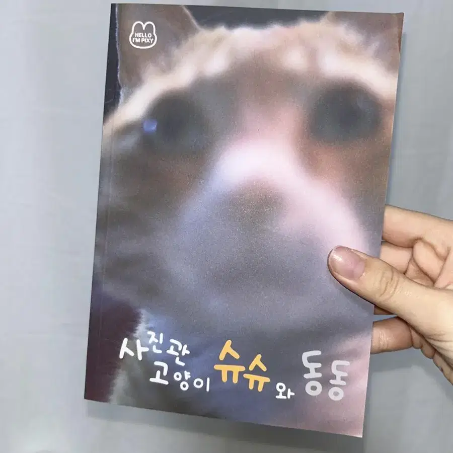 북성로 사진관 슈슈와 동동 고양이 사진집 만화책 화보 소품샵