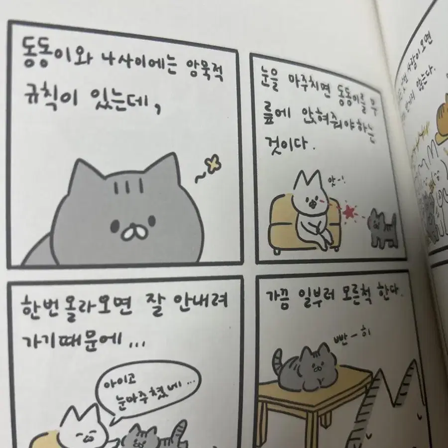 북성로 사진관 슈슈와 동동 고양이 사진집 만화책 화보 소품샵