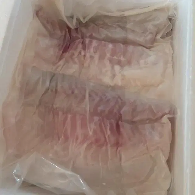 참돔회 도미회 생물 2kg 제철 완도산 회택배