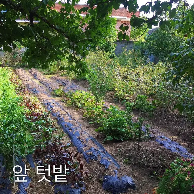 경북 영천시 화북면 전원주택 시골집 귀농 귀촌 힐링 건강 별장 매매