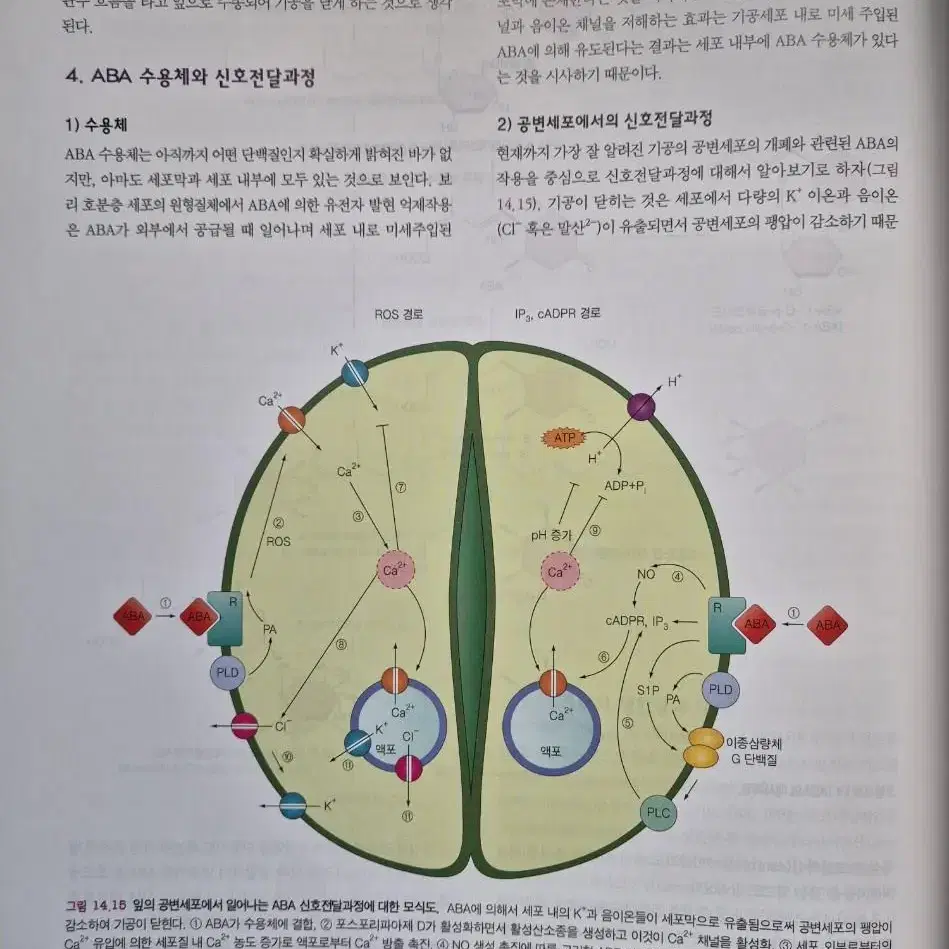 전공책(일반화학, 유기화학, 식물생리학)