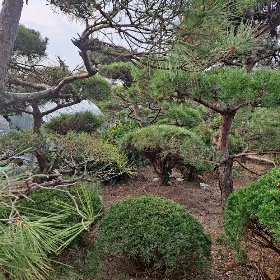 조경수 (소나무) 합리적 가격으로 판매합니다