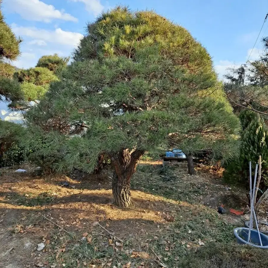 조경수 (소나무) 합리적 가격으로 판매합니다