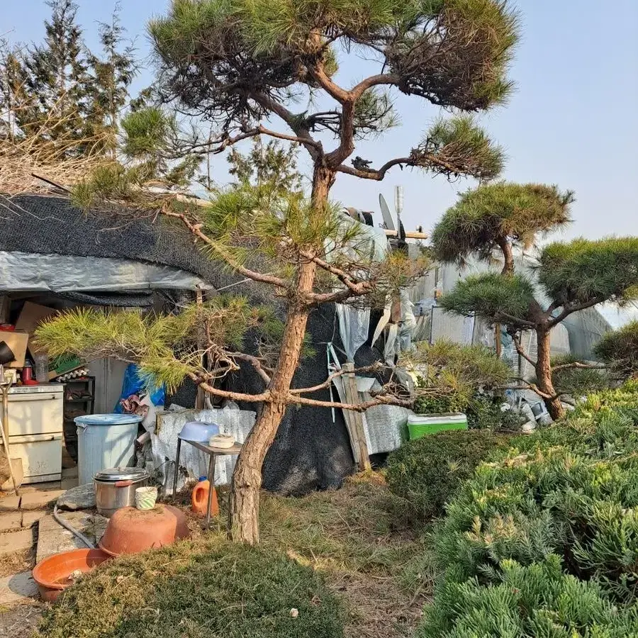 조경수 (소나무) 합리적 가격으로 판매합니다