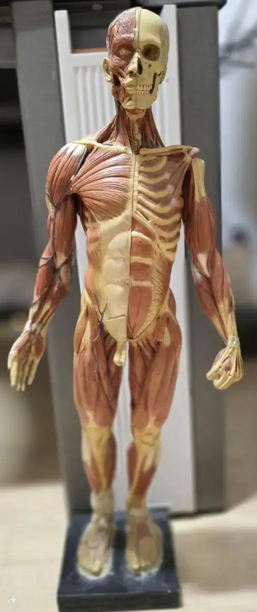 아나토미 인체 피규어 Male figure: Medical v3.2정품