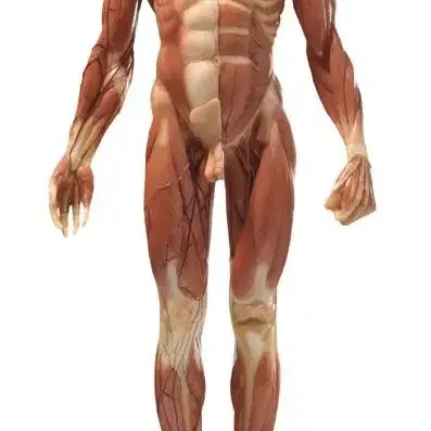 아나토미 인체 피규어 Male figure: Medical v3.2정품