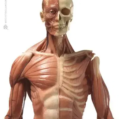 아나토미 인체 피규어 Male figure: Medical v3.2정품